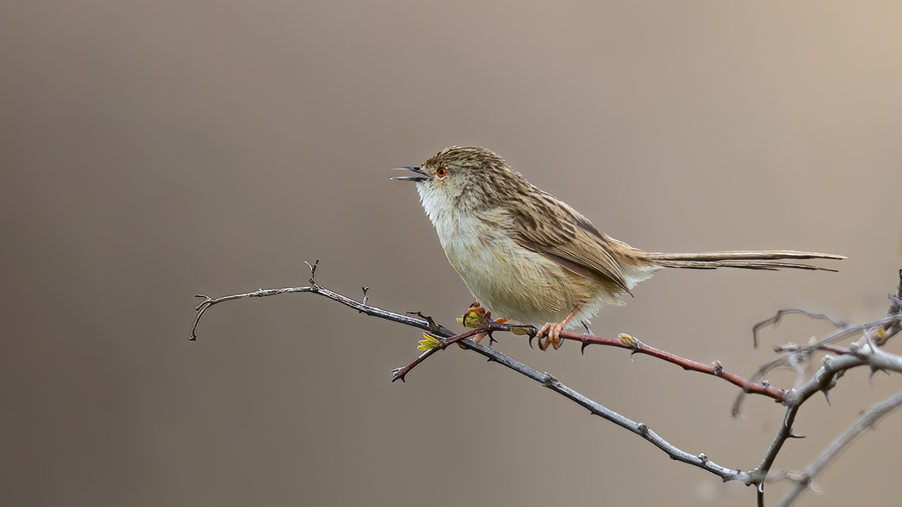 Graceful Prinia