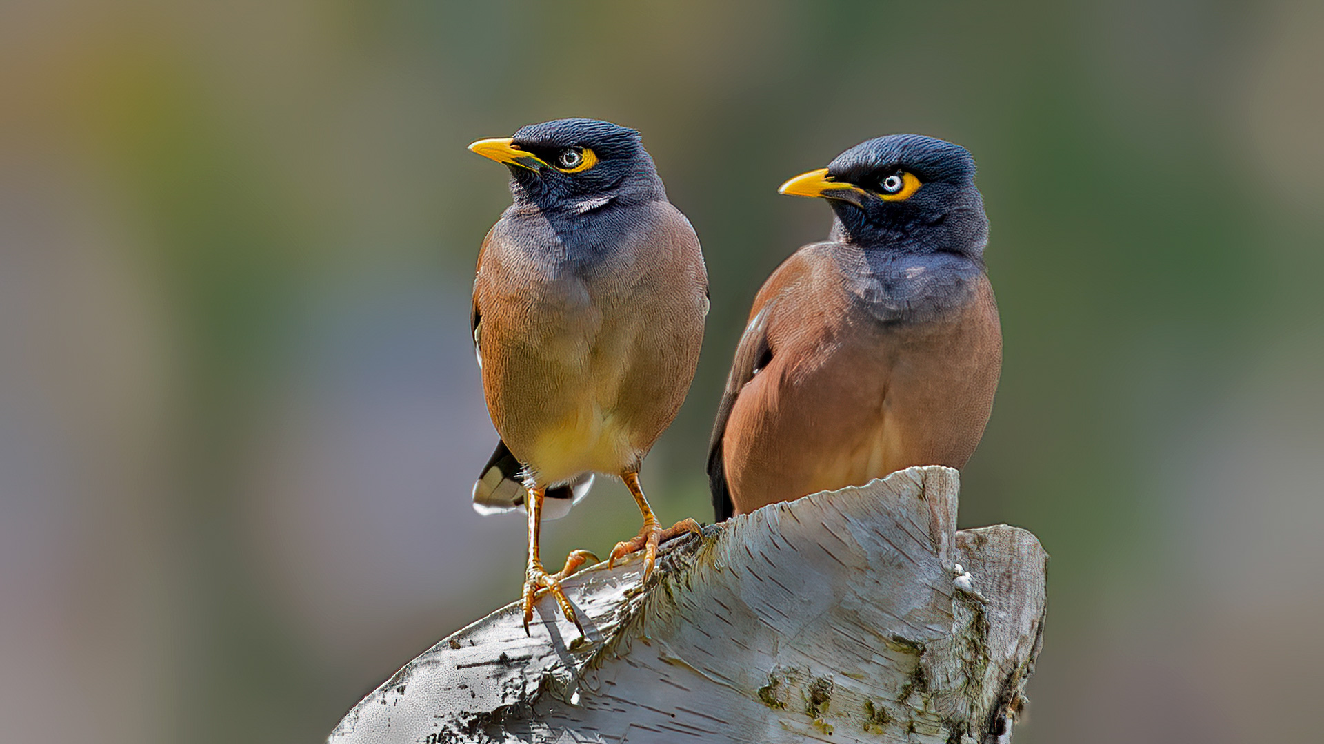 Common Myna