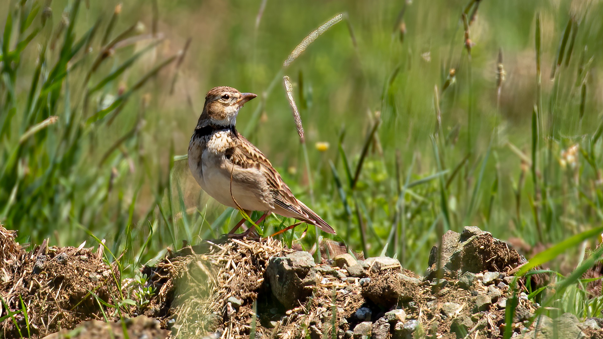 Calandra Lark — Ana fotoğraf