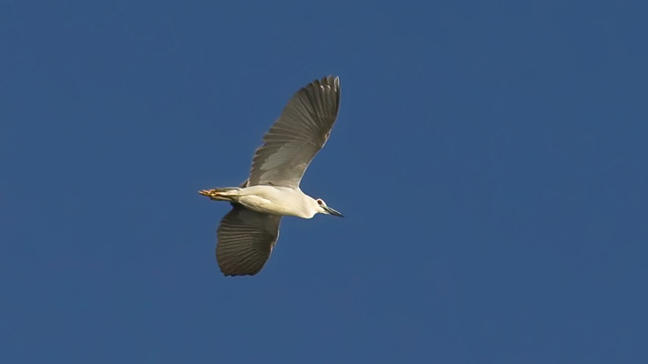 Black-crowned Night-Heron — Ana fotoğraf