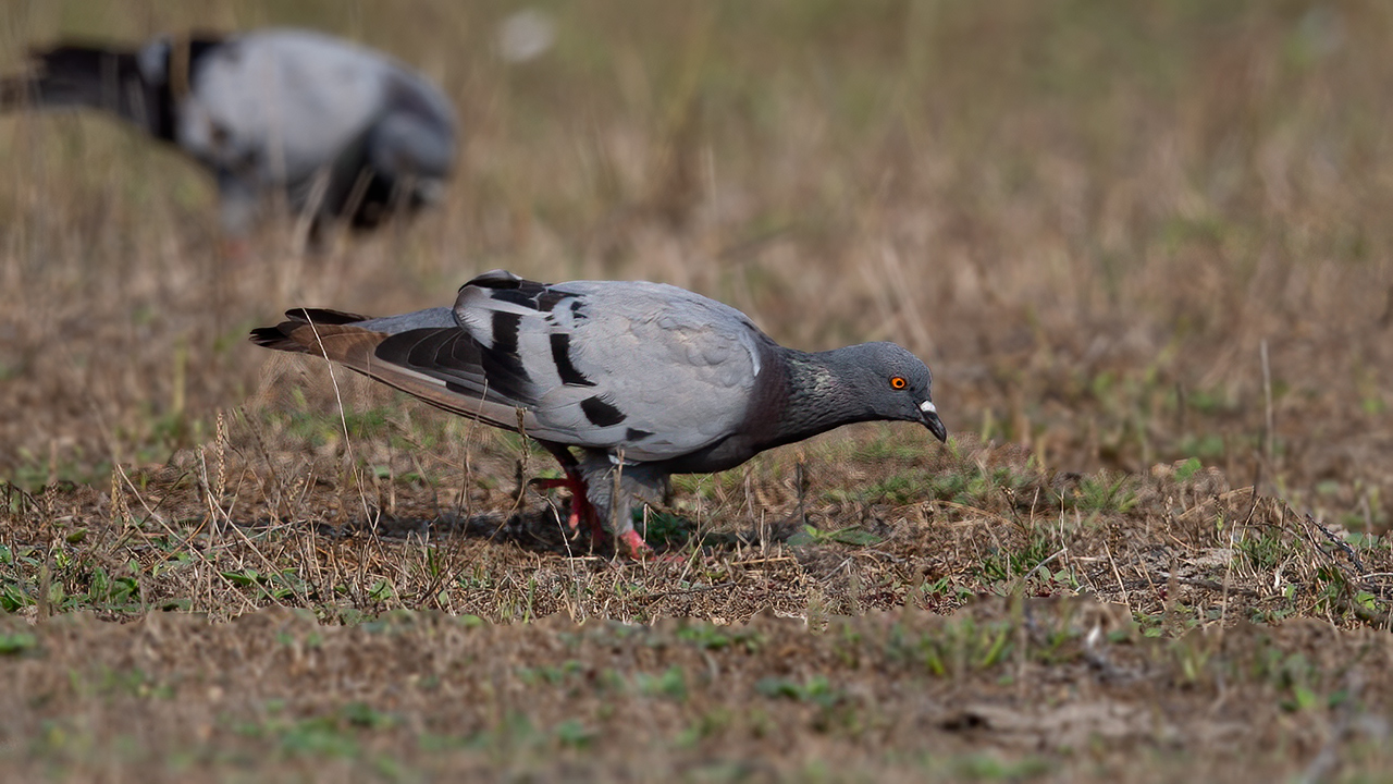 Rock Pigeon