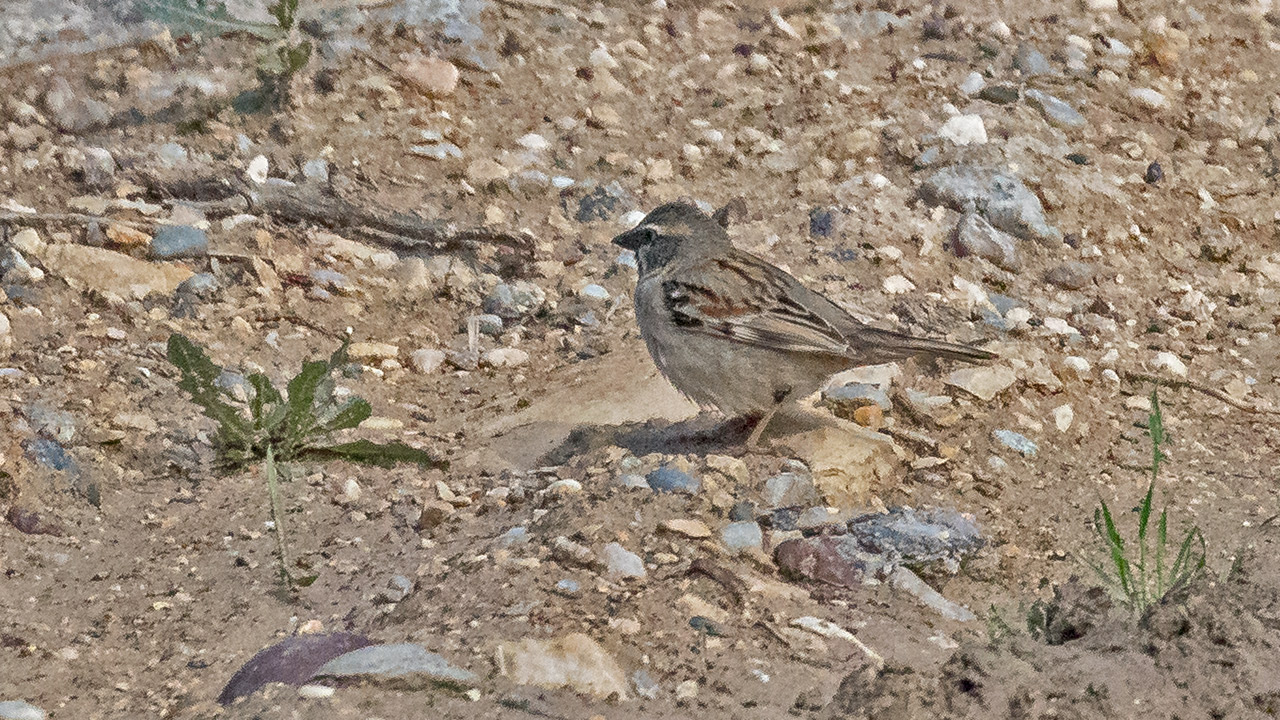 Dead Sea Sparrow