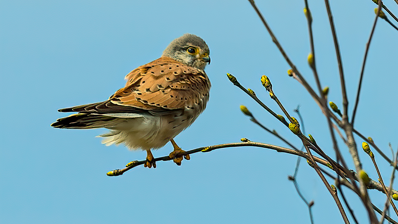 Lesser Kestrel