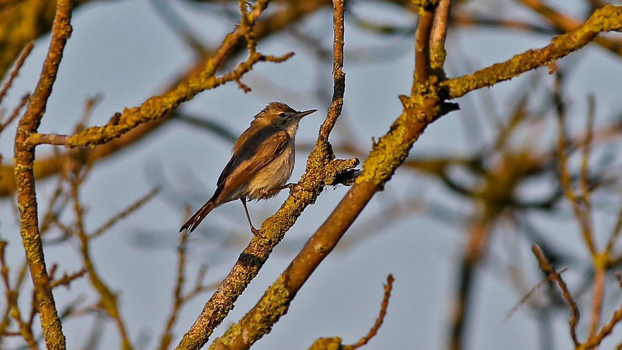 Eastern Olivaceous Warbler
