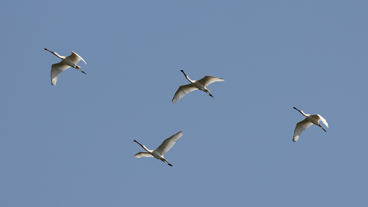 Eurasian Spoonbill