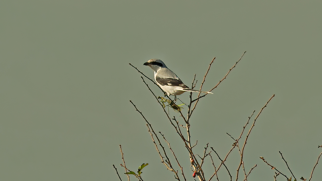 Great Gray Shrike