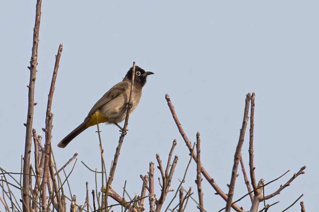 White-spectacled Bulbul