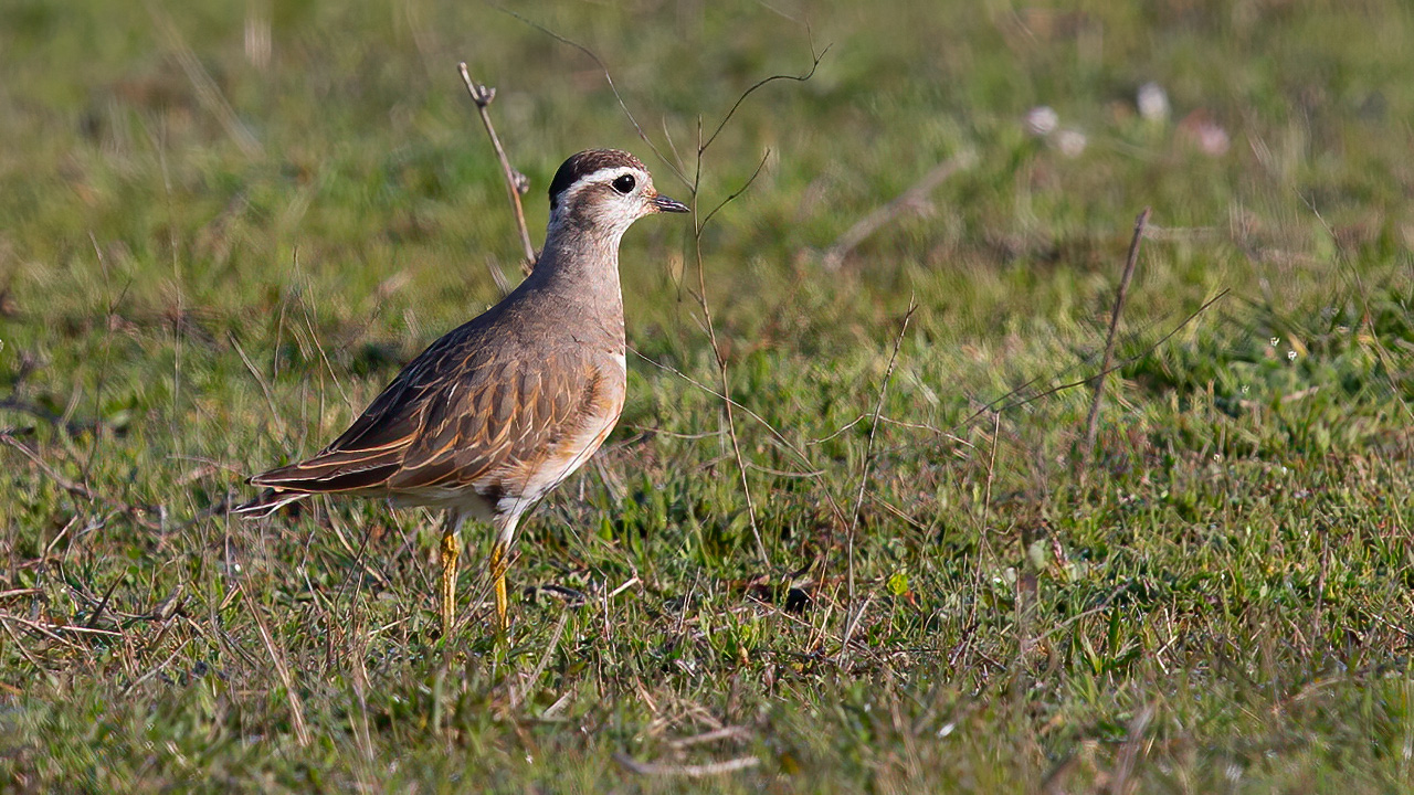 Eurasian Dotterel