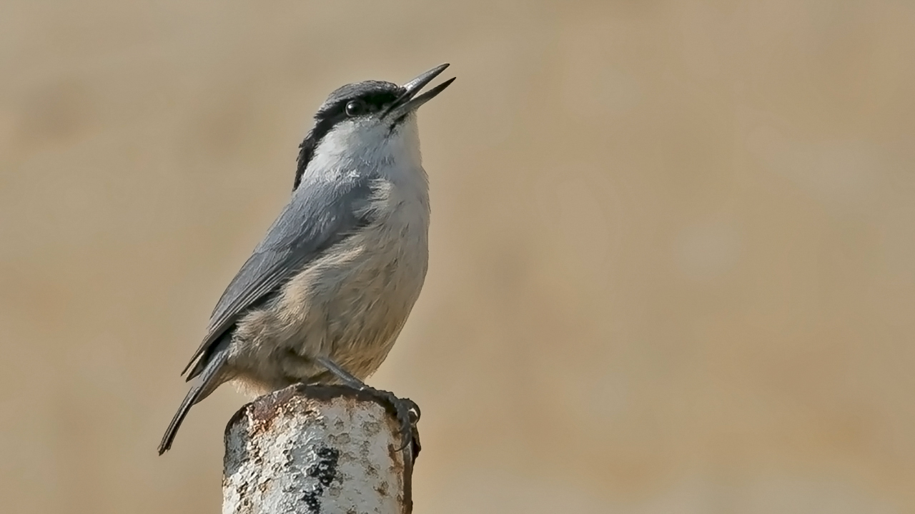 Western Rock Nuthatch
