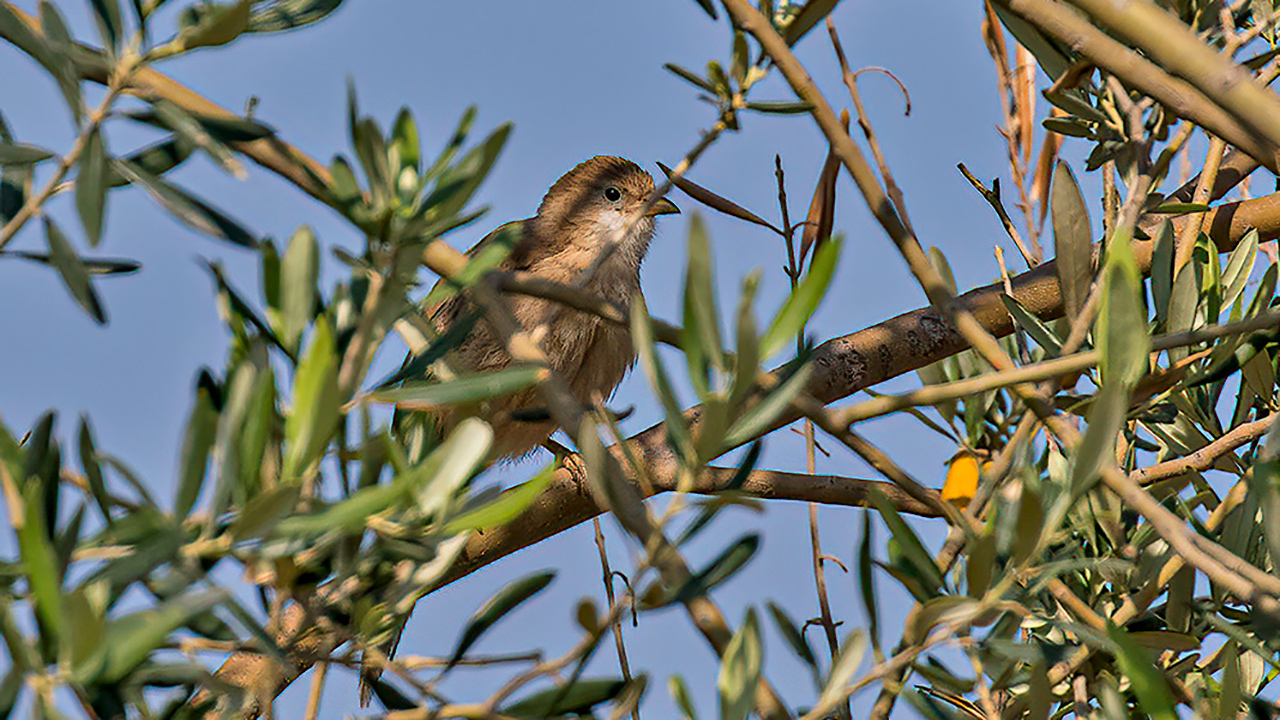 Iraq Babbler
