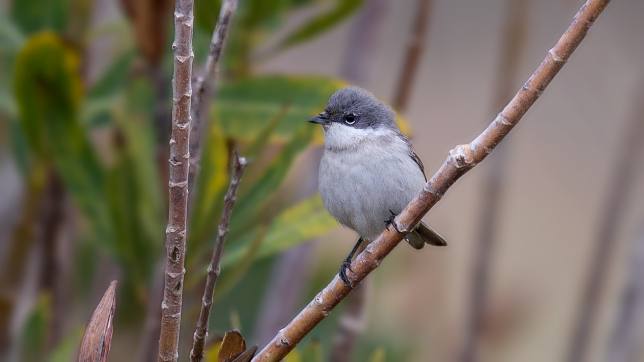 Lesser Whitethroat — Ana fotoğraf