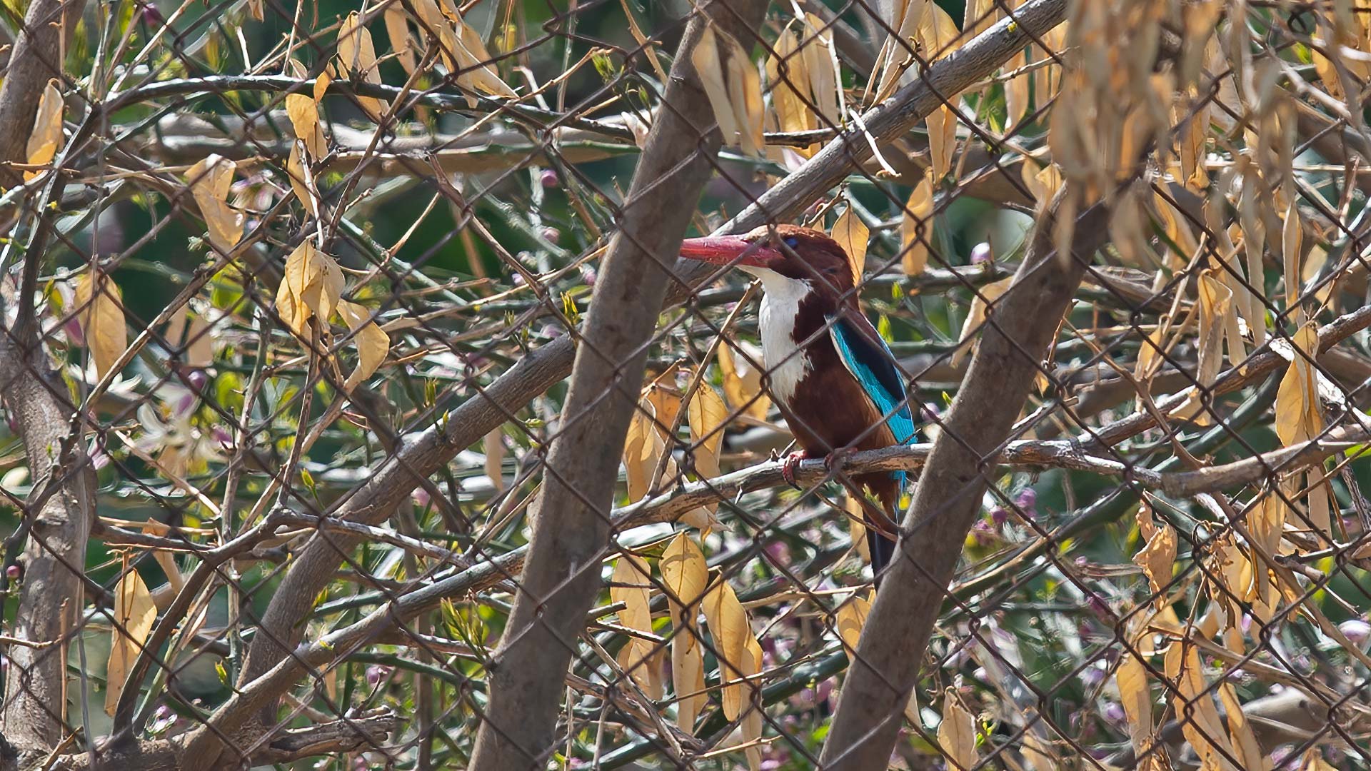 White-throated Kingfisher