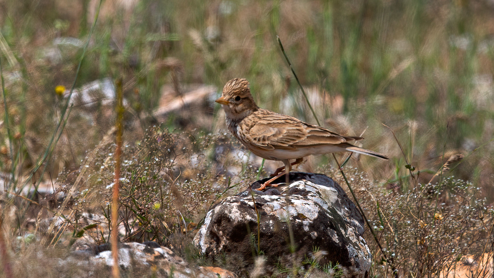 Lesser Short-toed Lark — Ana fotoğraf