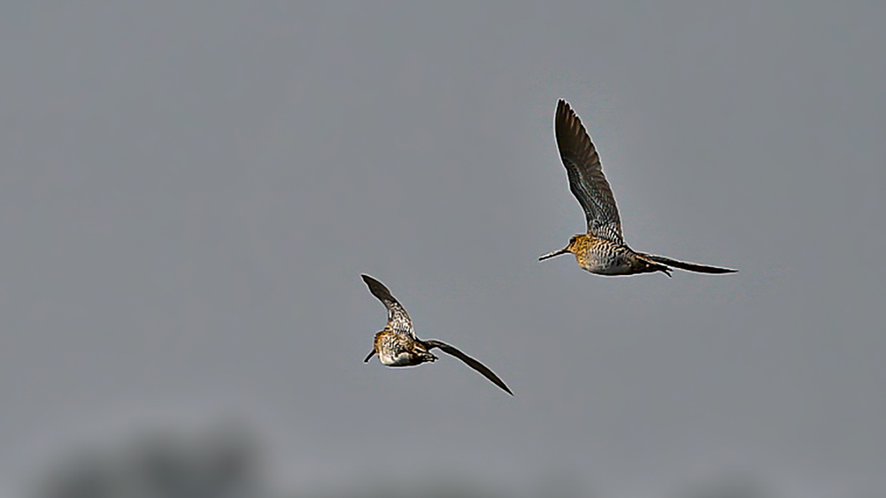 Great Snipe