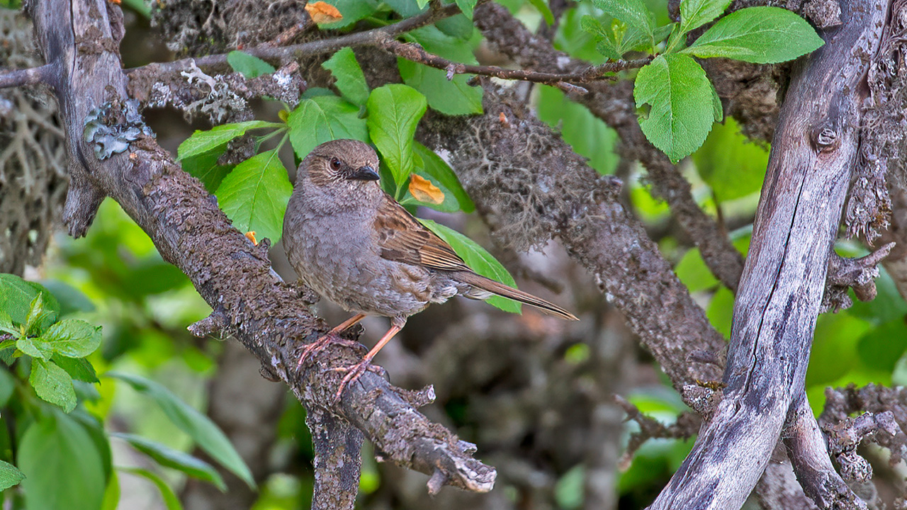 Dunnock