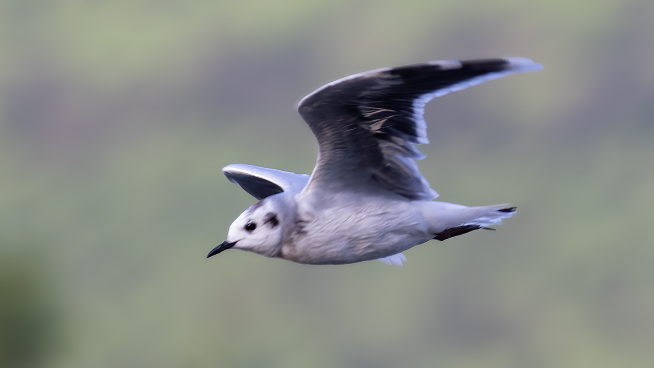 Little Gull