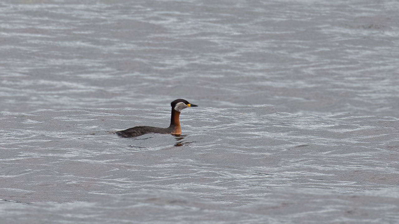 Red-necked Grebe