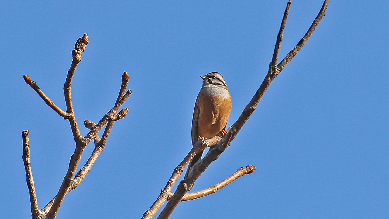 Rock Bunting