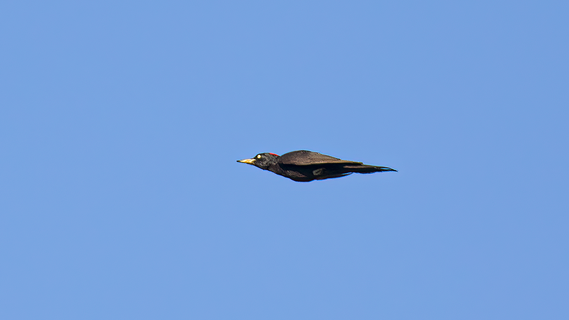 Black Woodpecker