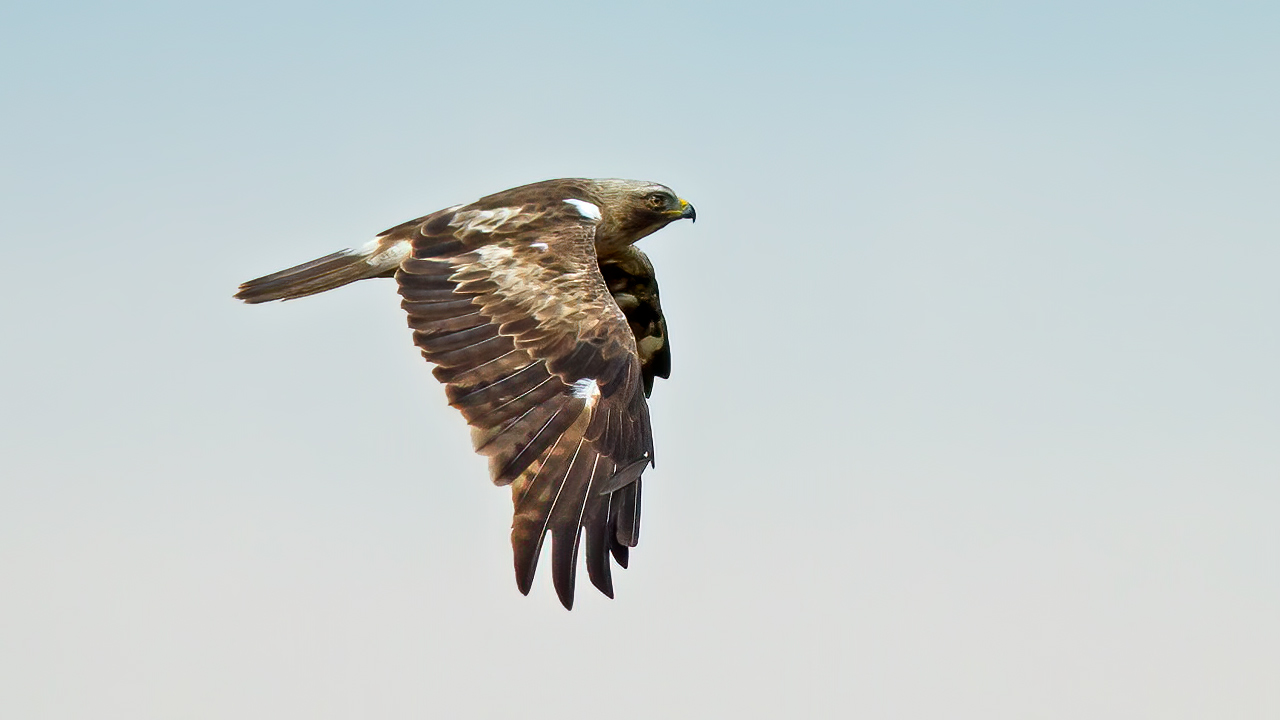 Booted Eagle