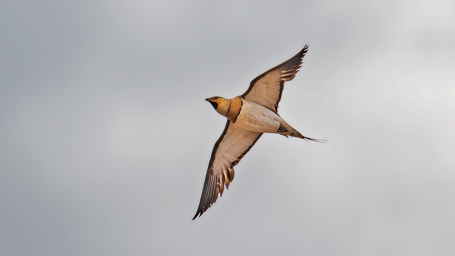 Pin-tailed Sandgrouse