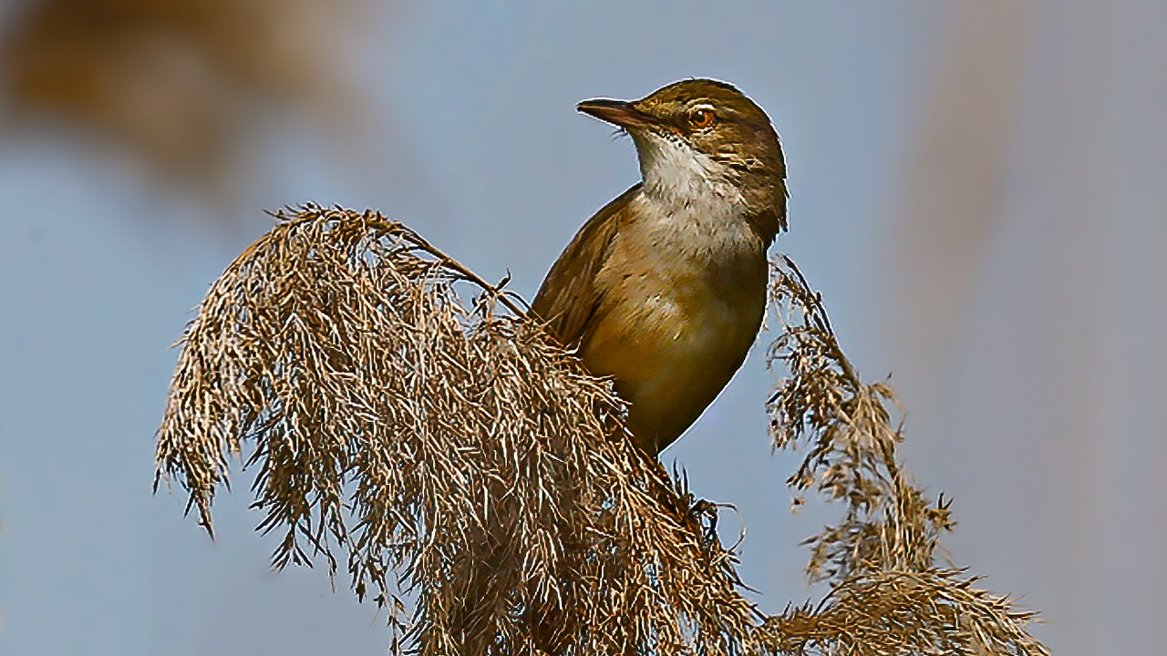 Great Reed Warbler
