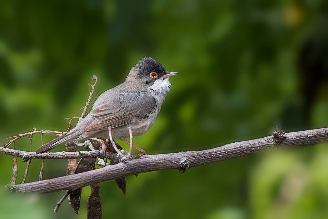 Menetries's Warbler