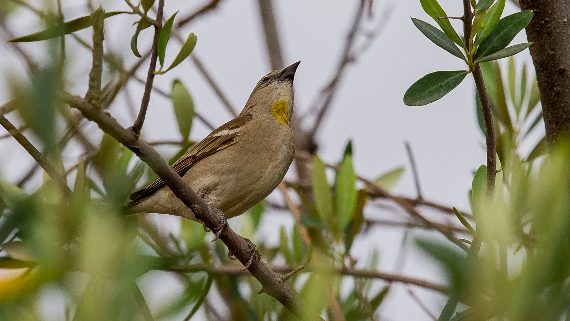 Yellow-throated Sparrow