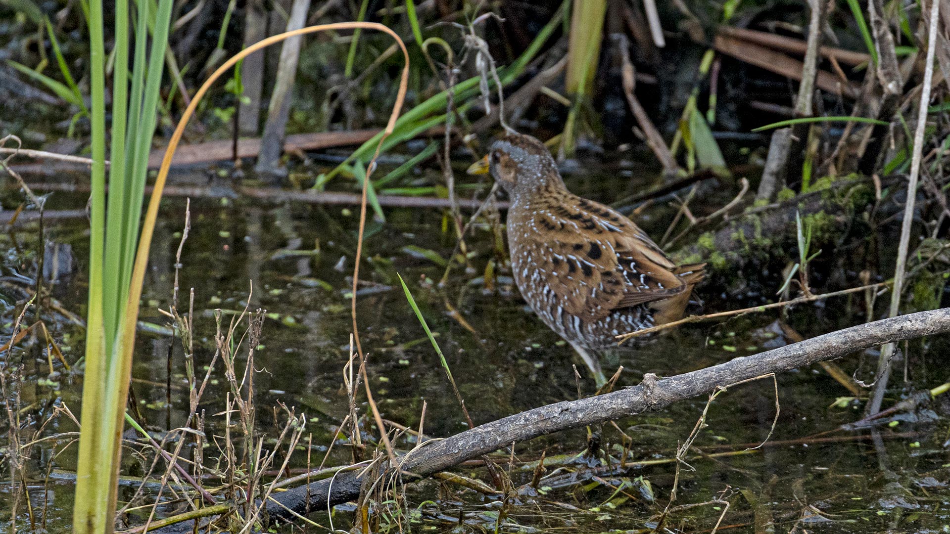 Spotted Crake
