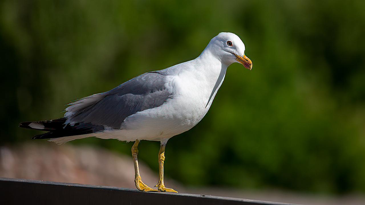 Armenian Gull