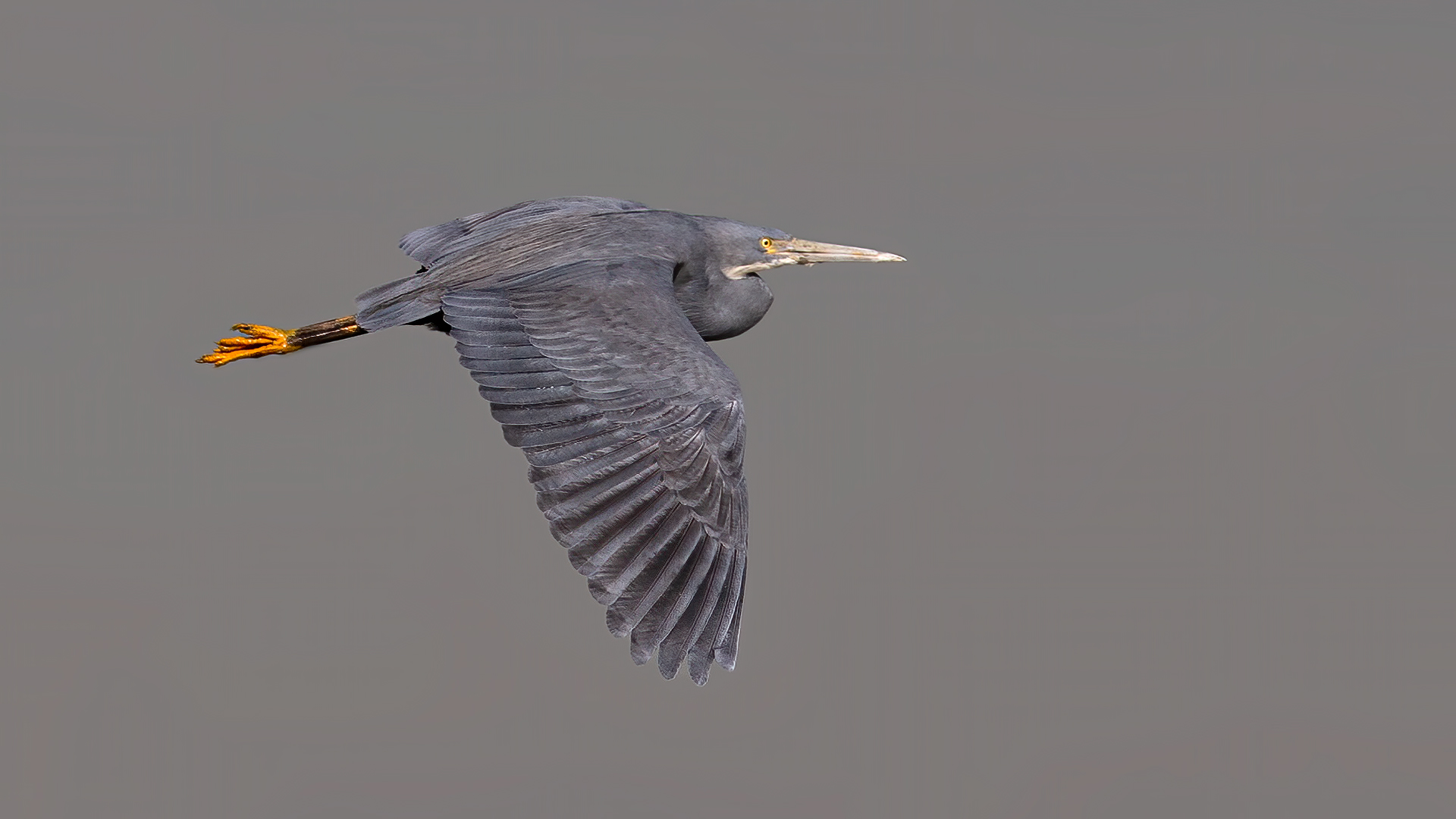 Western Reef-Heron