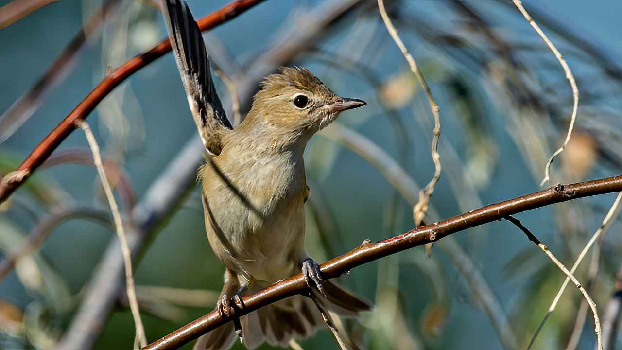 Garden Warbler