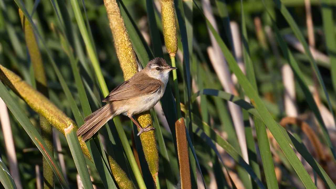 Paddyfield Warbler