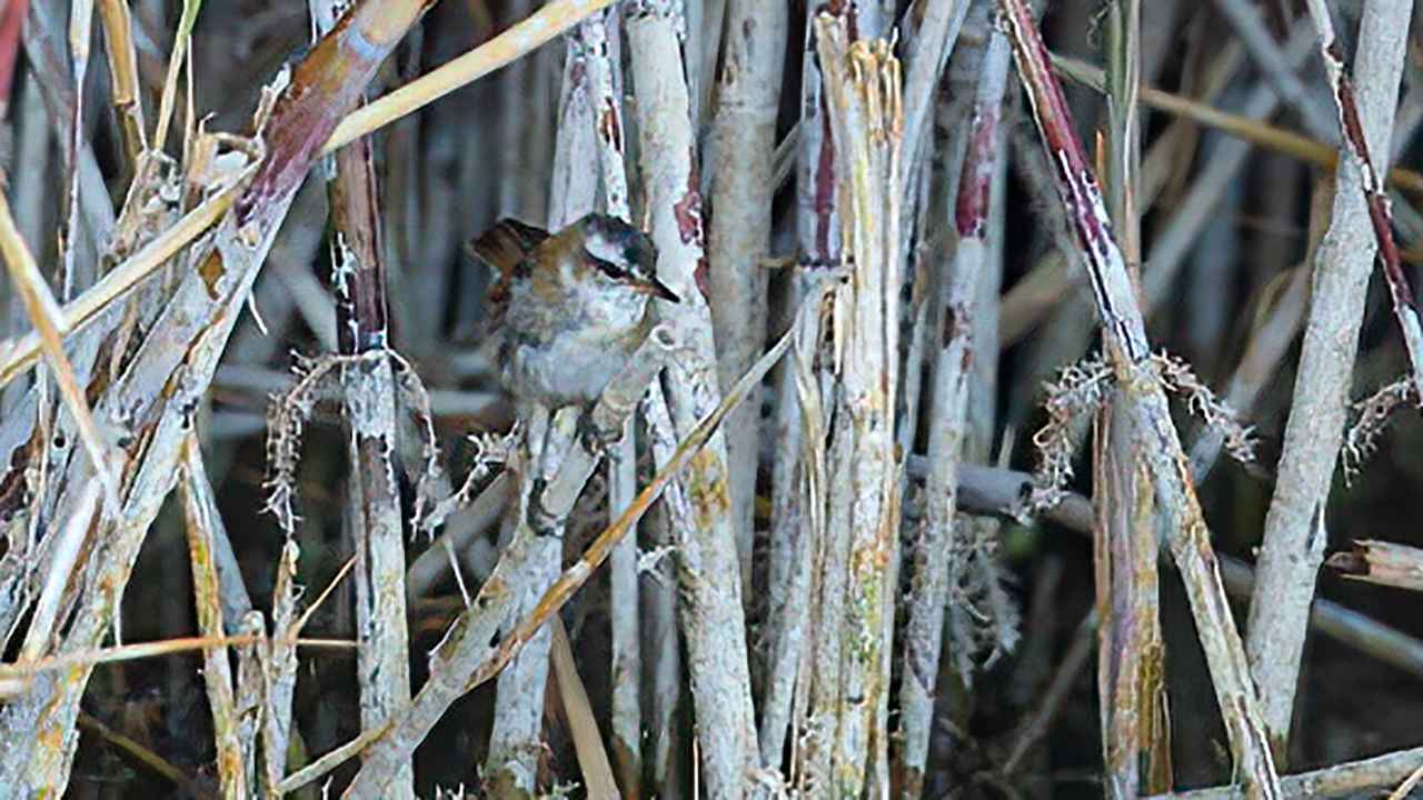 Moustached Warbler