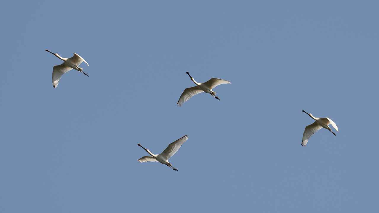 Eurasian Spoonbill