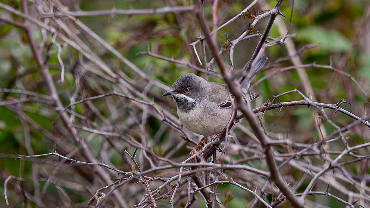 Rüppell's Warbler