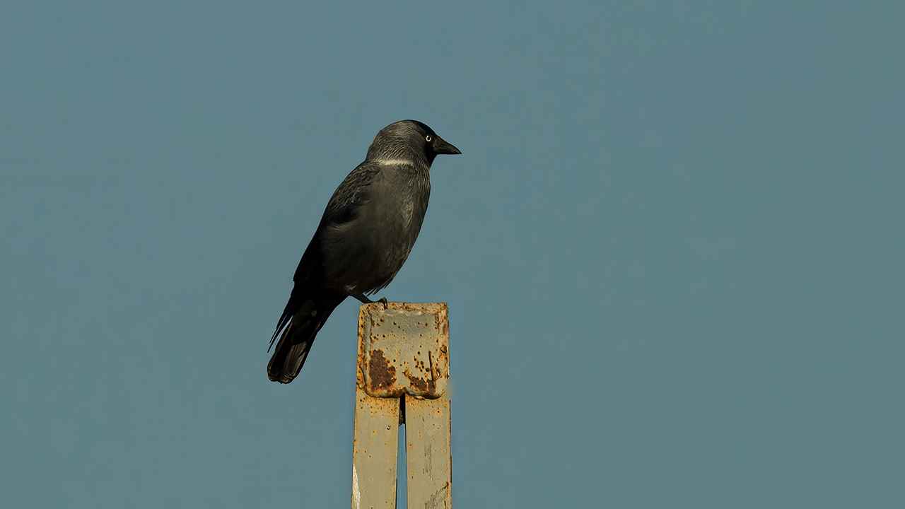 Eurasian Jackdaw