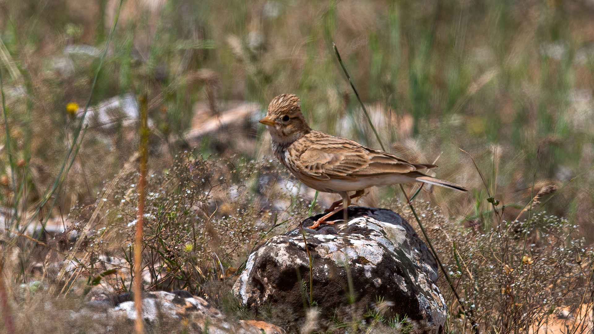 Lesser Short-toed Lark