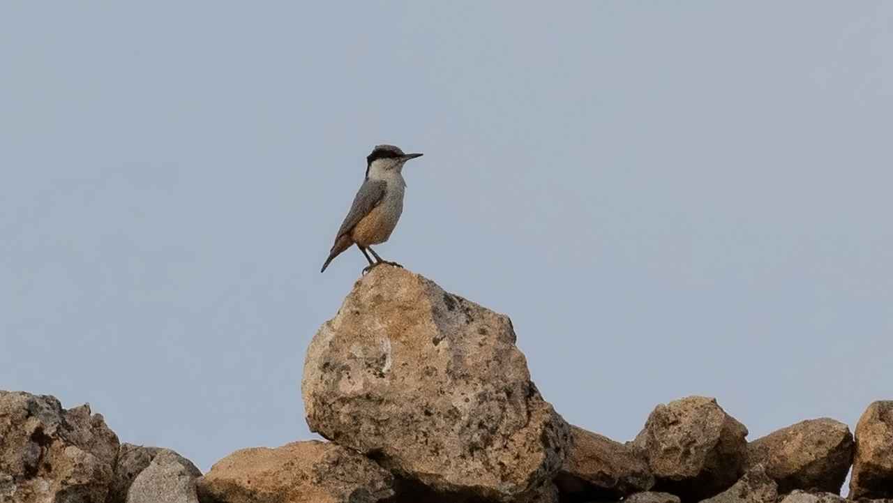 Eastern Rock Nuthatch