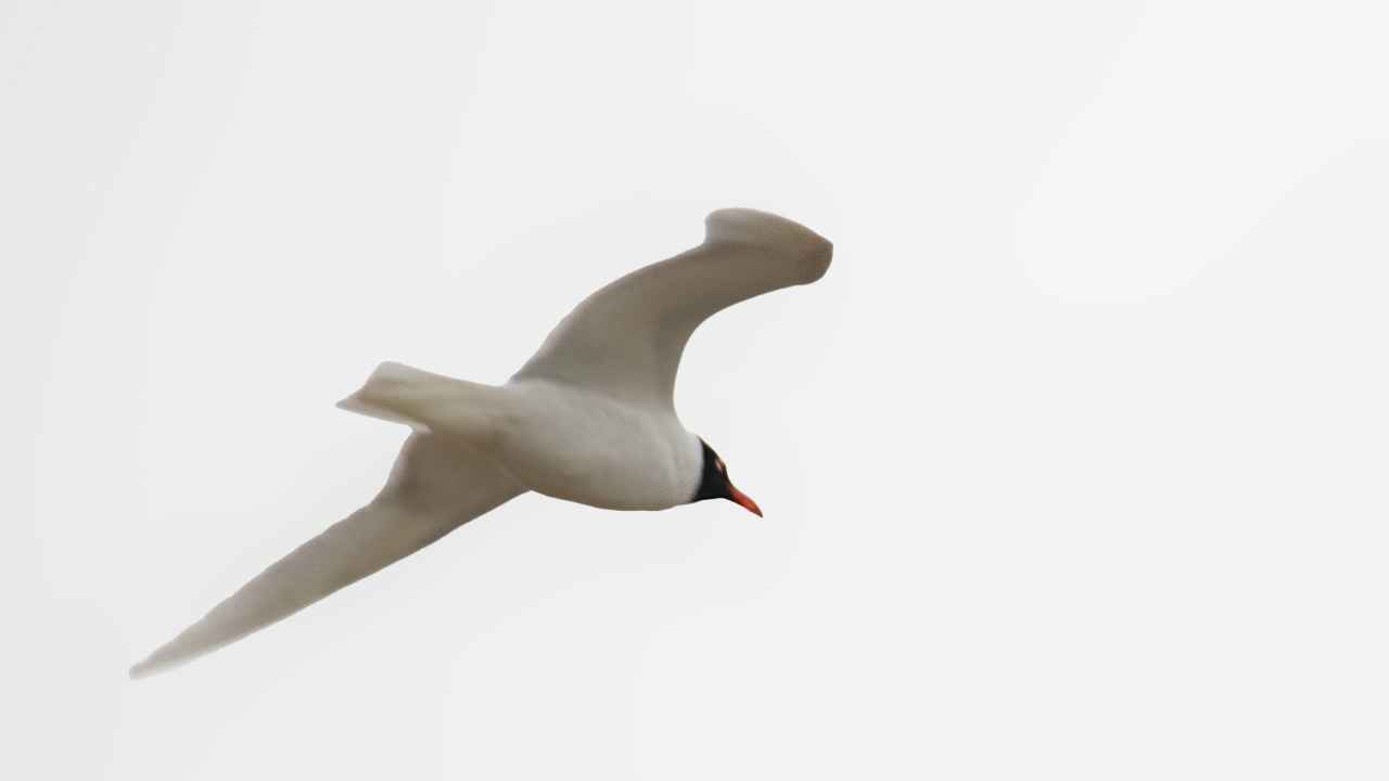 Mediterranean Gull