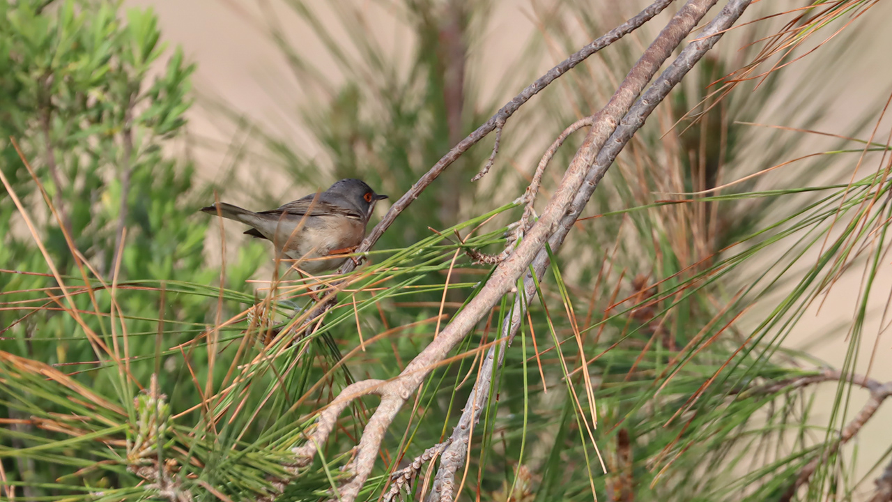 Subalpine Warbler