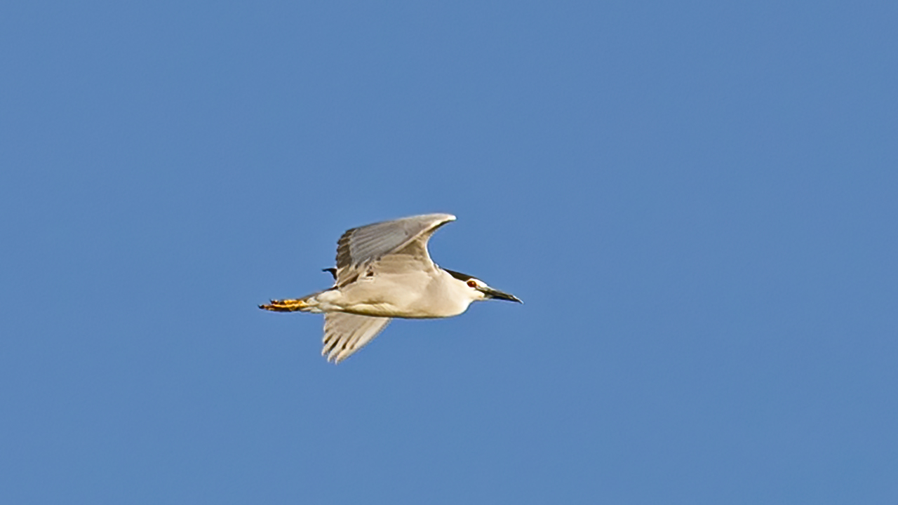 Black-crowned Night-Heron