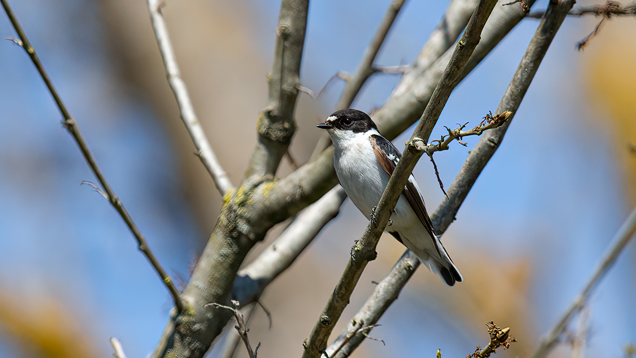 Semicollared Flycatcher