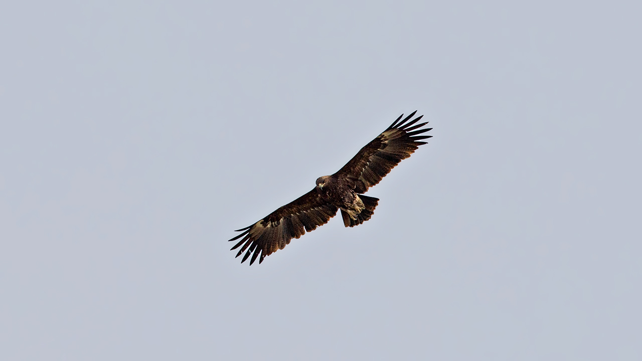Greater Spotted Eagle