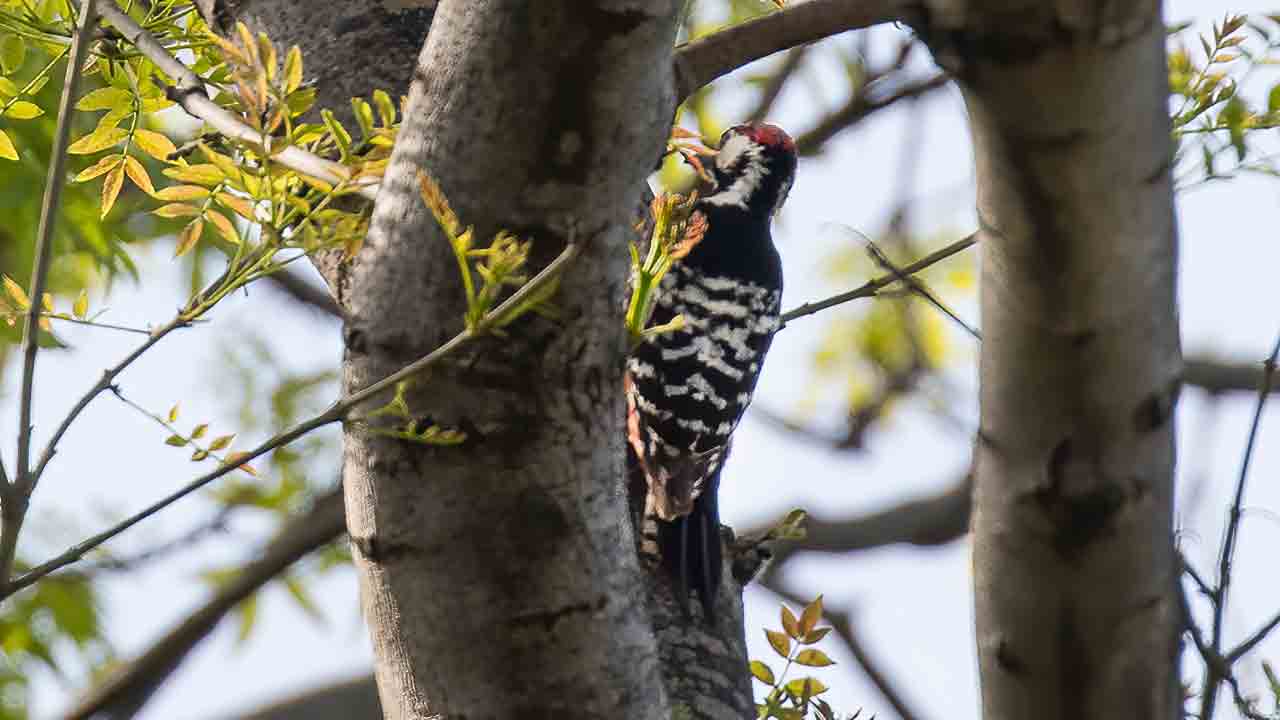 White-backed Woodpecker