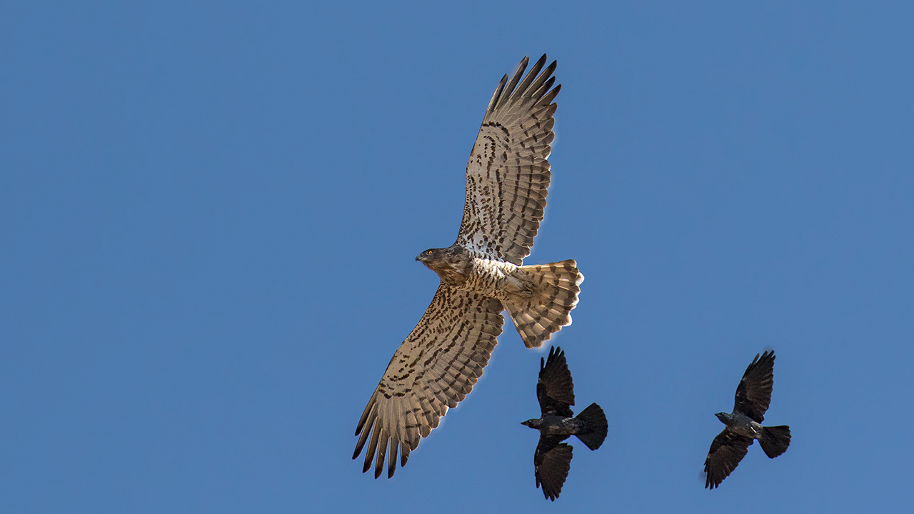 Short-toed Snake-Eagle