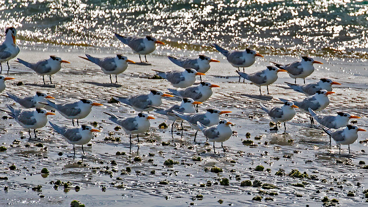 Lesser Crested Tern