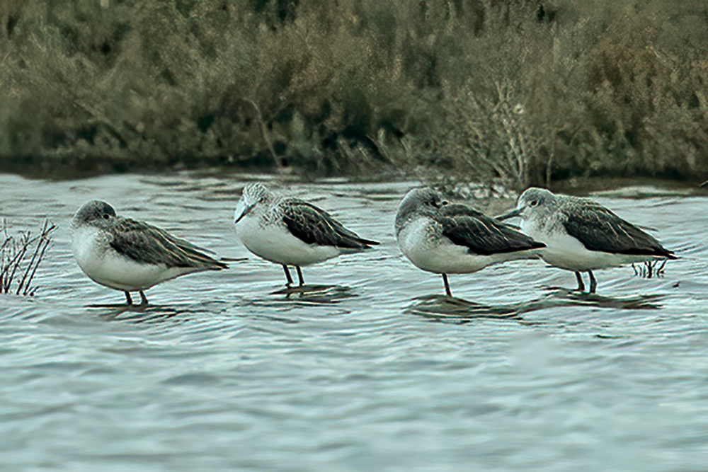 Common Greenshank