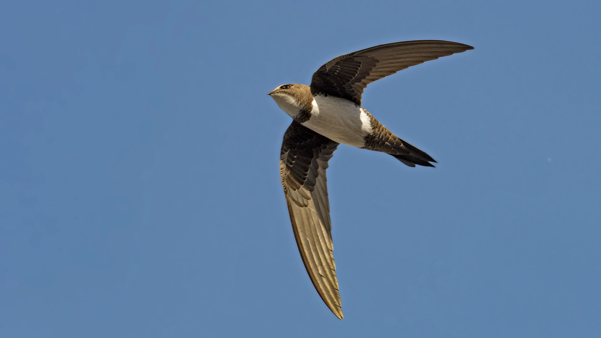 Alpine Swift