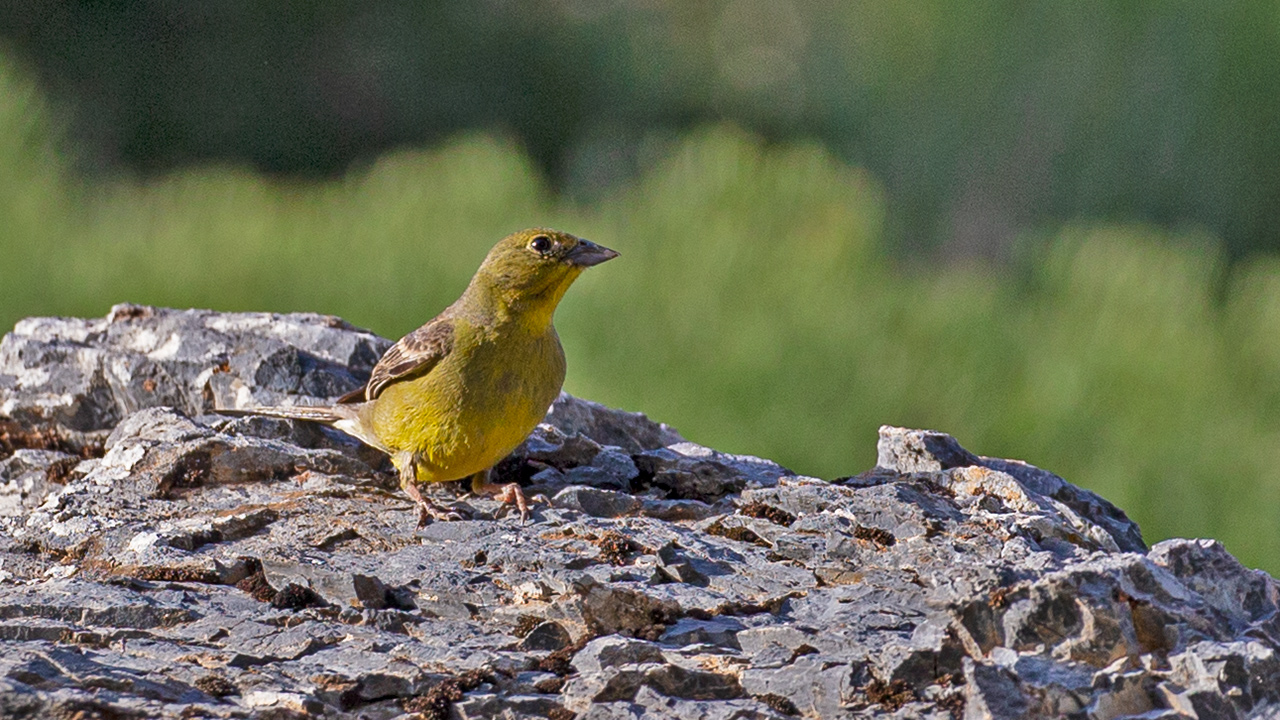 Cinereous Bunting